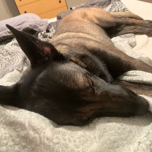 Meet your Posher, Morgan